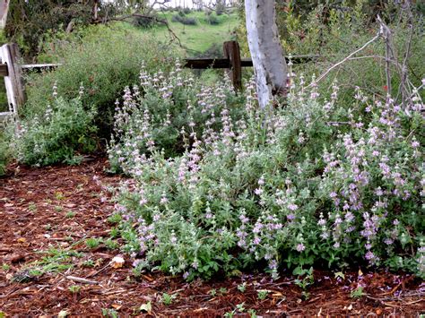 Salvia leucophylla ‘Pt. Sal’ – Matilija Nursery