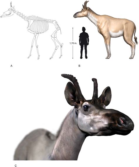 Newly described genus hints at the evolutionary roots of the giraffe