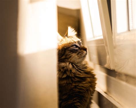 Download wallpaper 1280x1024 cat, sunlight, window, observation ...