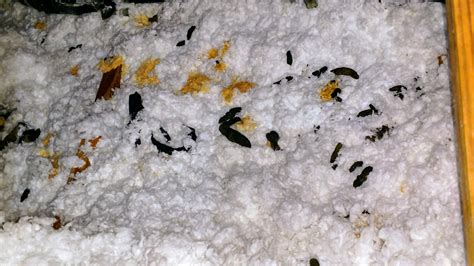 Is Opossum Feces Dangerous at Daniel Fisher blog