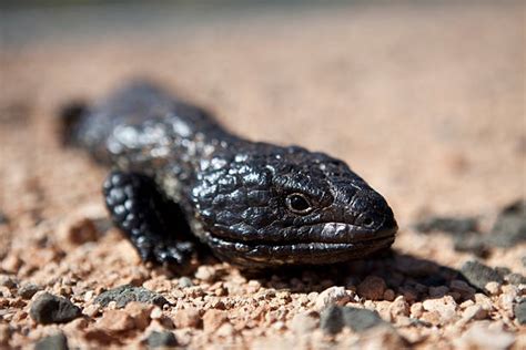 Image result for Stumpy Tail Mouse