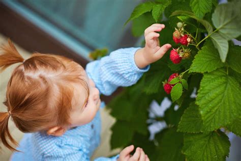 Image result for Winterizing Raspberry Plants