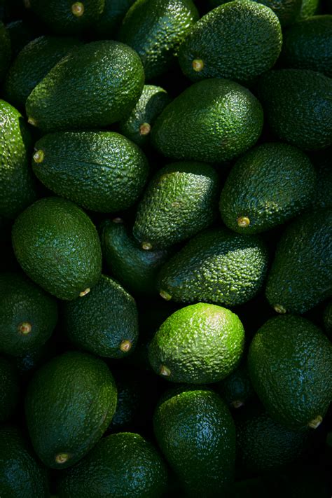 Image result for Small Avocado Tree