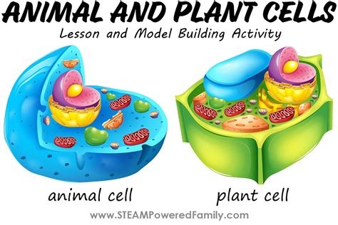 Image result for Animal Cell Model Project