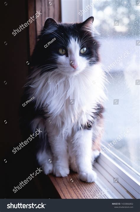 Long Hair Tuxedo Cat Stares Out Stock Photo 1433866802 | Shutterstock