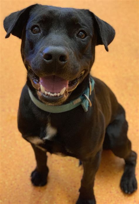 Radar - Medium Male Labrador Retriever x American Staffordshire Bull ...