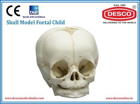 Skull Model Foetal Child | DESCO