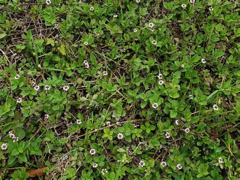 Frogfruit - Phyla nodiflora – Little Red Wagon Native Nursery