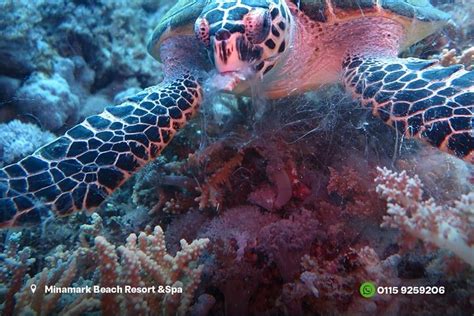 DEEP DREAM DIVING CLUB (2025) All You Need to Know BEFORE You Go (with ...