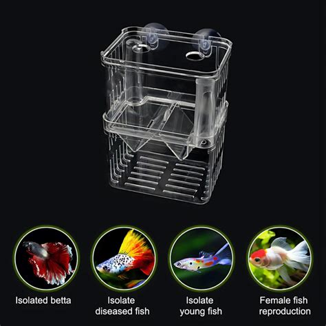 Breeding Box Incubator Isolation Box 1 L - 32100 – cloningaquapets