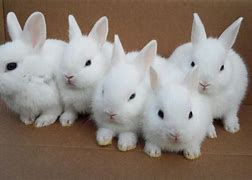 Image result for Bunny Picture with 8 Bunnies