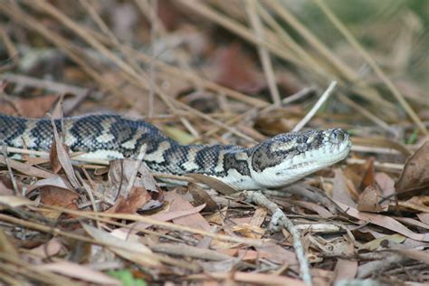 Image result for Carpet Python Information