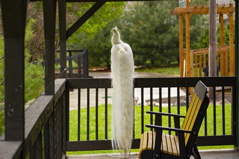 Aikman Wildlife Adventure