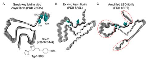 Use of Amplified Lewy Body Dementia Fibrils and Autoradiography to ...