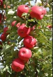 Cloud Farm Apple Sunehari Hybrid Grafted Live Plant[CF37] : Amazon.in ...