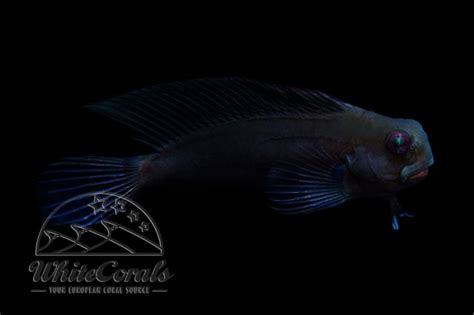 Atrosalarias fuscus - Brown Coral Blenny - buy online