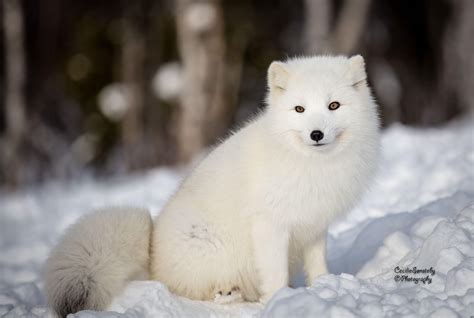 Baby Arctic Fox Wallpapers - Top Free Baby Arctic Fox Backgrounds ...