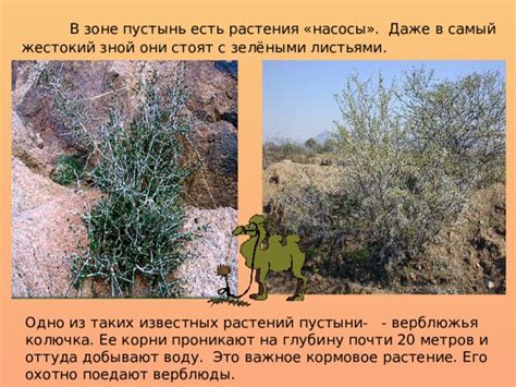 Презентация «Животный и растительный мир пустыни». Знакомство с ...