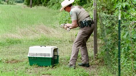 Lone Star Law: Calm After the Storm