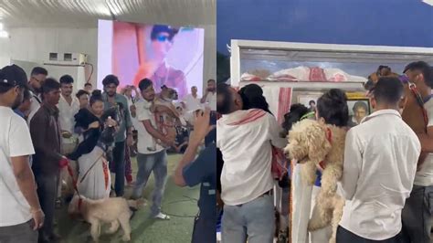 Zubeen Garg Funeral: Singer's Wife Brings Their Dogs Near His Coffin ...