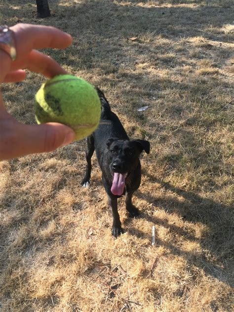 How Much Do Pet Sitters Charge (Per Hour, Day, Overnight, and Week ...