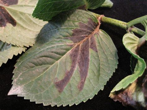 NCSU PDIC: Bacterial Leaf Spot: Acidovorax in the Greenhouse
