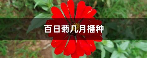 百日菊几月播种 - 花百科