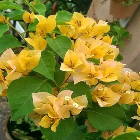 Guruji Plantation Yellow Colour Bougainvillea Kagoj Ful Shrubs Flower ...