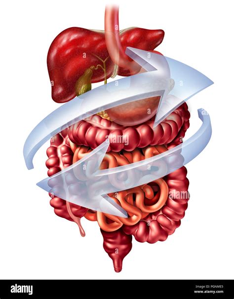 Digestive system function as a digestion anatomy concept including liver pancreas and ...