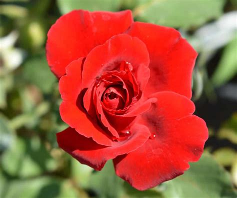 Fastest Climbing Roses 的图像结果