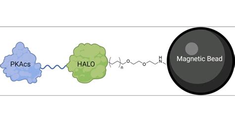 Daltonization Algorithm Logo 的图像结果