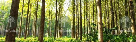 Tissue Culture Teak Plants - Tissue Culture Burma Teak Plants - TruTeak