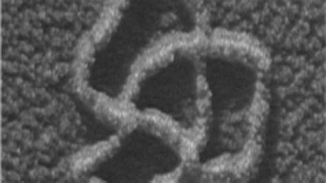 DNA Electron Microscope 的图像结果