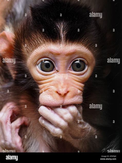 Image result for Monkey Smiling