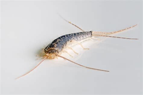 Should You Be Worried If You Have A Silverfish Infestation In Your ...