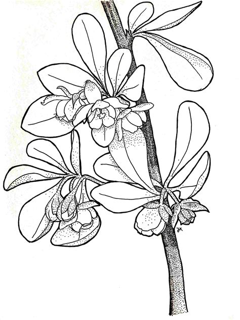 Image result for Spring Flowers Drawing