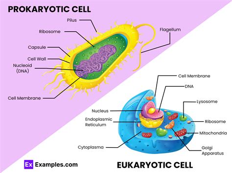 Difference between Prokaryotic and Eukaryotic Cells