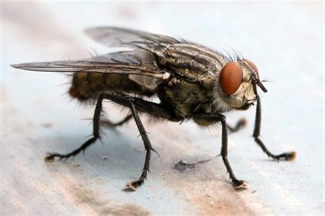 Fly Animal Facts - Diptera - A-Z Animals
