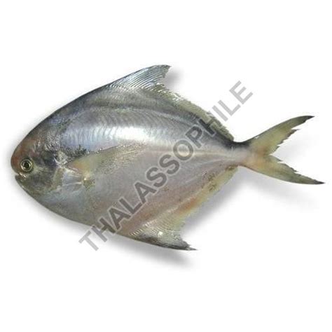 Frozen Pomfret Fish Exporter, Supplier from Nashik