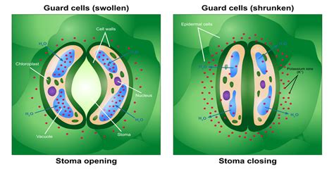 Excretion in plants — lesson. Science CBSE, Class 10.