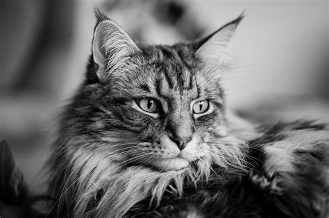 Image result for No Code Development