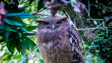 Owl poaching fear in Uttarakhand ahead of Diwali, forest dept on alert ...