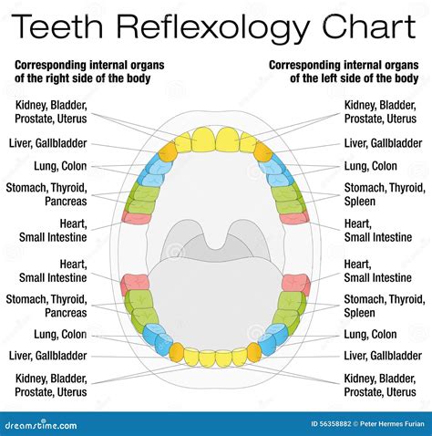 Teeth Reflexology Chart Description Vector Illustration | CartoonDealer.com #56358882