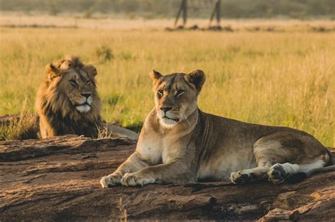 Sasan Gir National Park Guide: Timings, Tickets, and Travel Tips | The ...