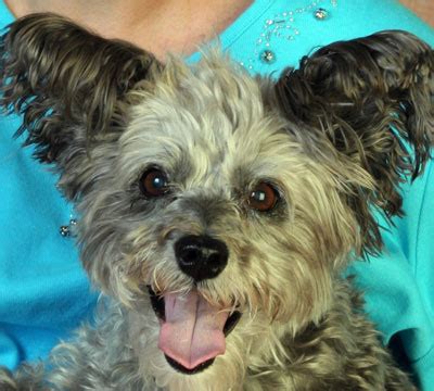 Gastrointestinal Laboratory - Texas A&M Veterinary Medicine ...