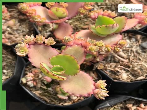 Patharchatta Leaves: Who Should Steer Clear? | TheHealthSite.com