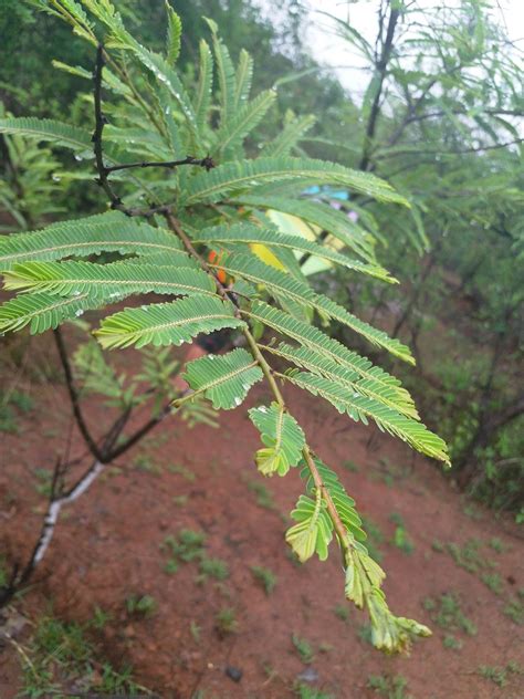 Nokia 8 (Polished Copper, 64GB) : Amazon.in: Electronics