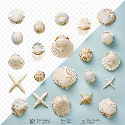 Image result for Shells without Backround