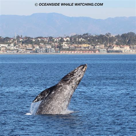 OCEANSIDE ADVENTURES (2026) All You Need to Know BEFORE You Go (with ...