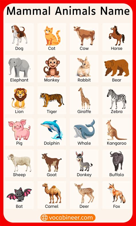 Mammal Animals Name: List of 90 Animals with their Pictures